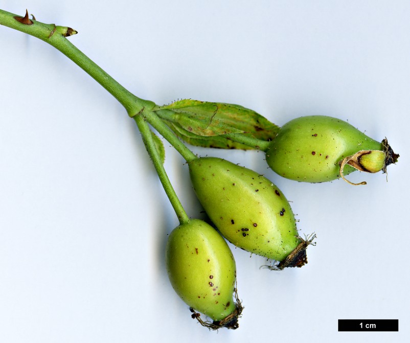High resolution image: Family: Rosaceae - Genus: Rosa - Taxon: ×andegavensis - SpeciesSub: (R.canina × R.stylosa)